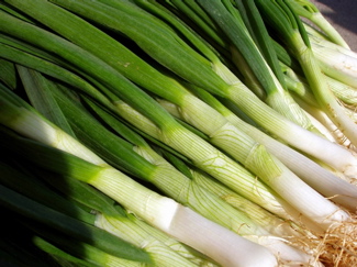 Green Onion
