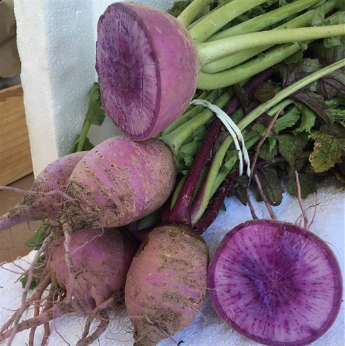 Purple Daikon Radish