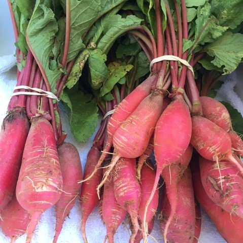 Shunkyo Radishes