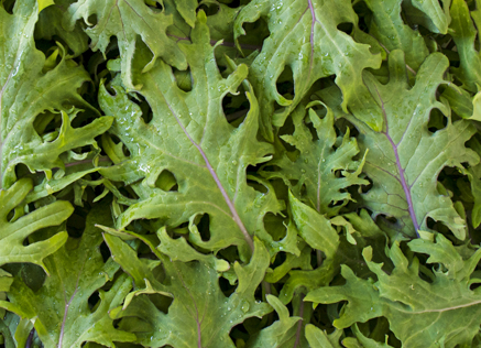 Baby Kale Mix