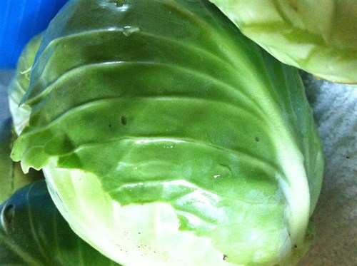 Sweetheart Green Cabbage