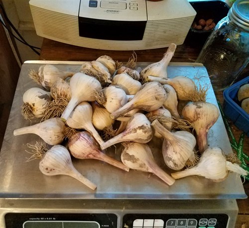 Garlic Early White California Softneck