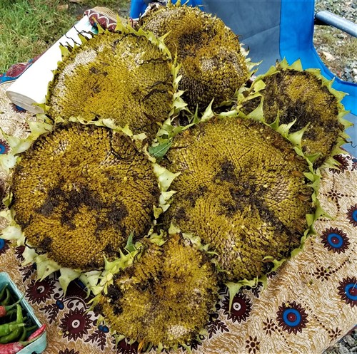 Sunflower Seed Head Dried