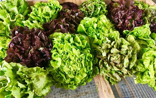 Lettuce mix