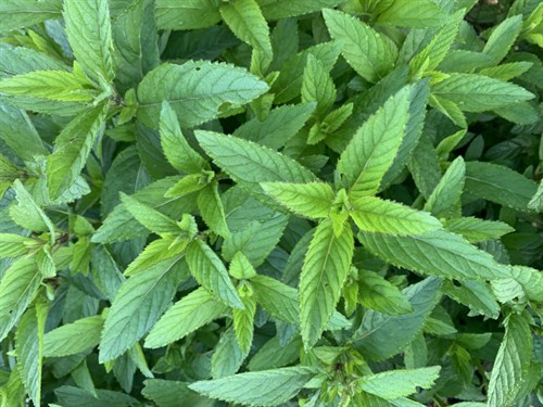 Applemint