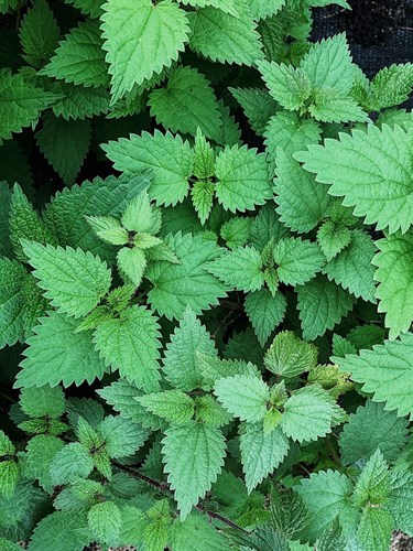 Nettle