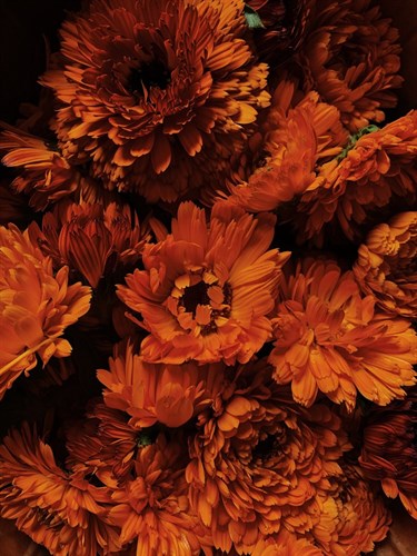 Calendula
