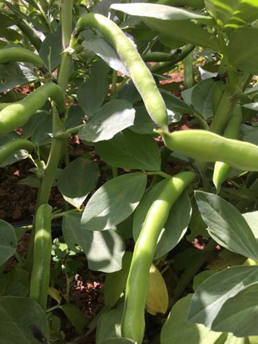 Fava Beans
