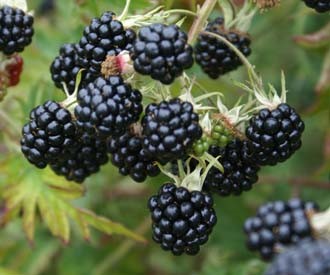 Blackberry PLANT early season thornless