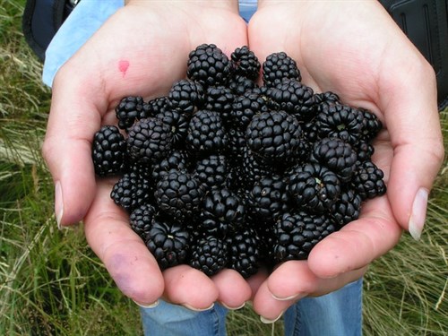 Blackberry Plant Mid-Season Thornless