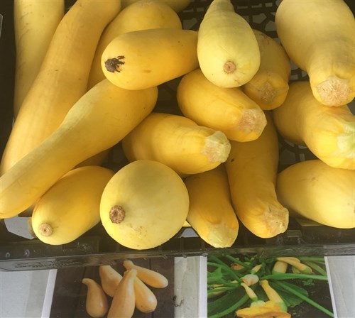 Food pantry only, Squash, yellow