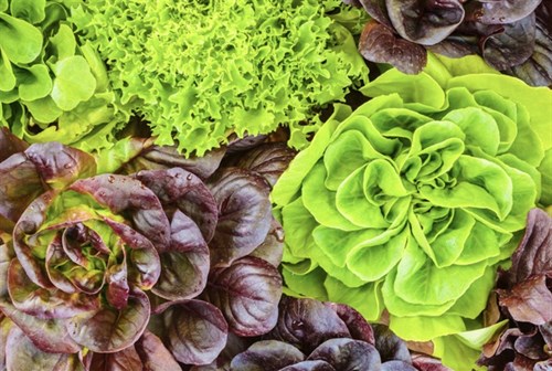 Lettuce, Little Gem