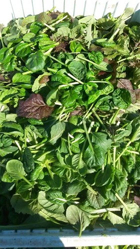 Mesclun Salad Mix