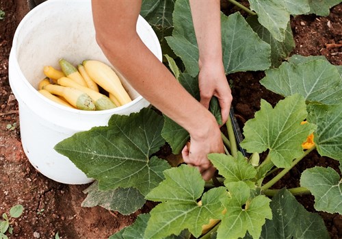 Summer Squash