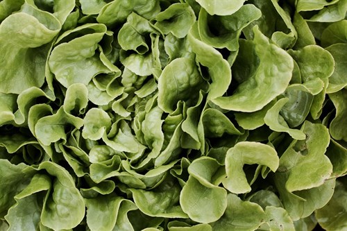 Lettuce