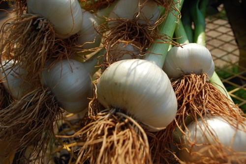 German White Garlic
