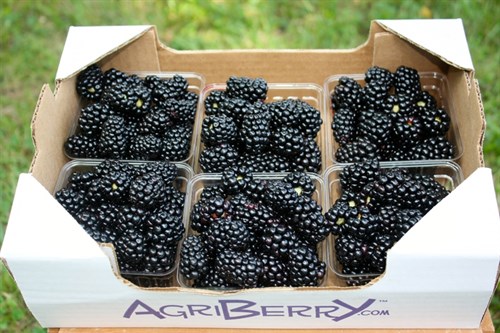 Blackberries-6pk