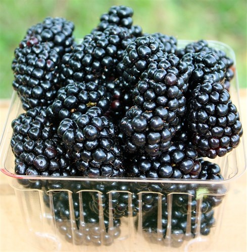 Blackberries