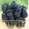 Blackberries (BFM)