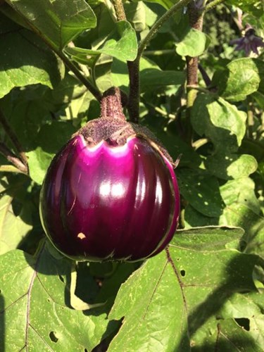 Eggplant - Mix Bag