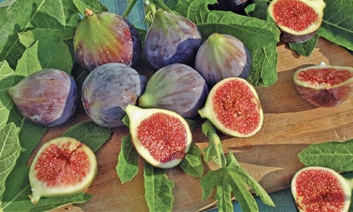 Fig Chicago Hardy