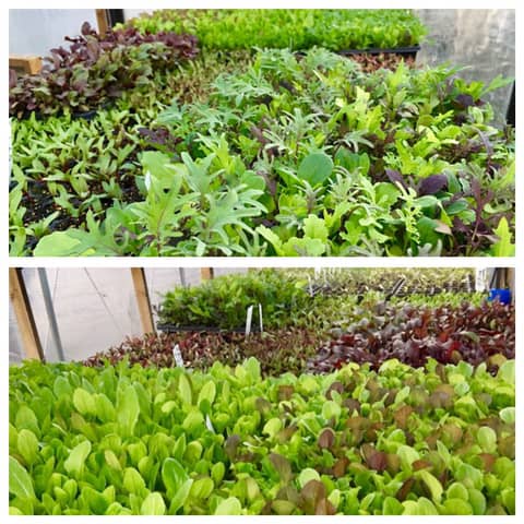 Mesclun lettuce & greens mix