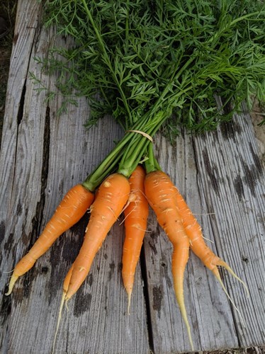 Carrots