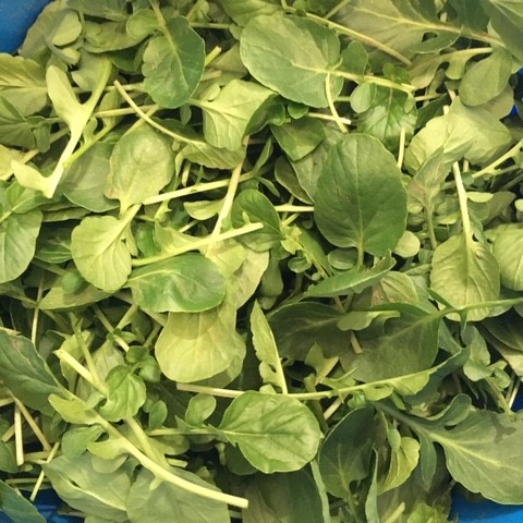 Creasy Greens-Upland Cress