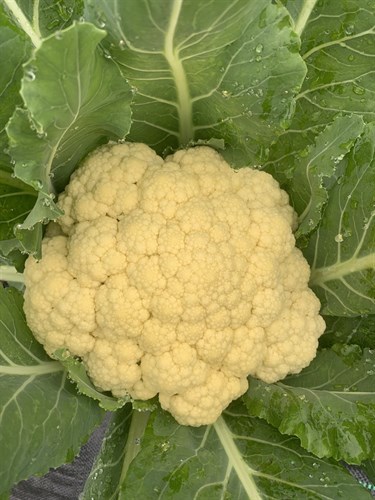 Cauliflower
