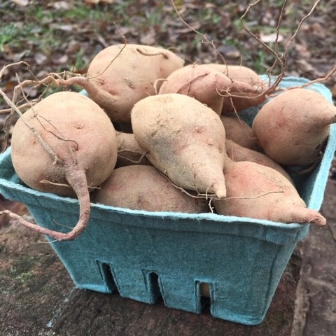 Fingerling Sweet Potatoes