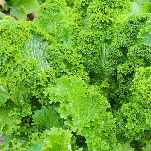 Southern Green Curled Mustard