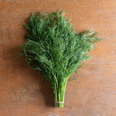Dill Seedling