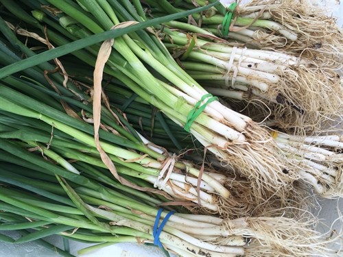 Scallions