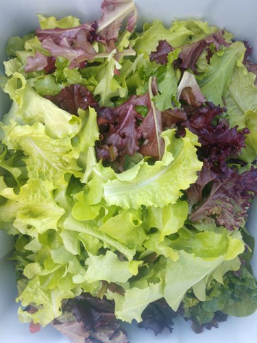 Lettuce Mix