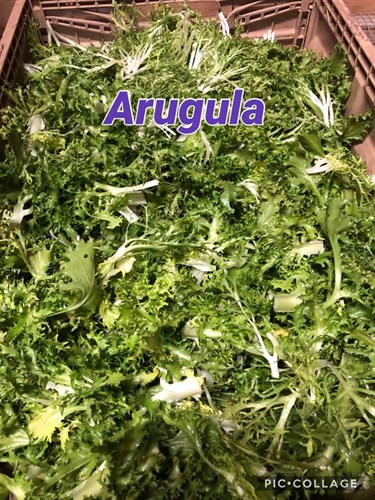 Arugula