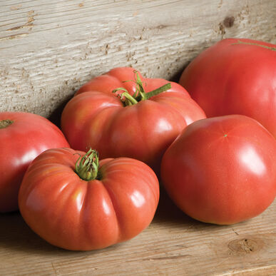 Tomato Seedling - German Johnson