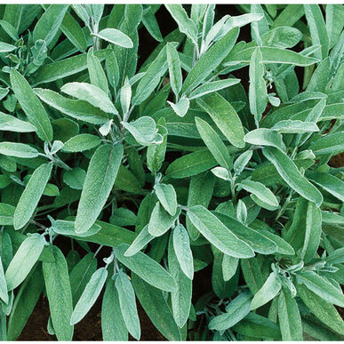Sage Seedling