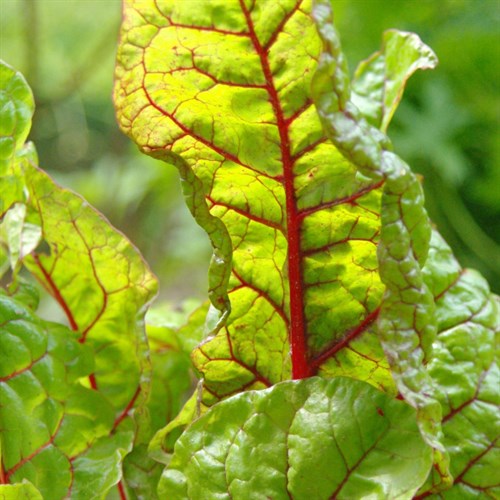 Chard