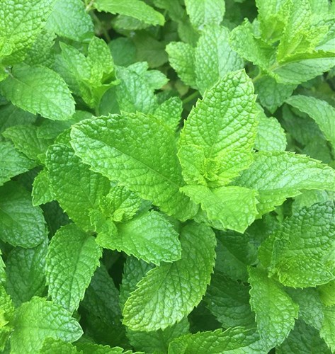 Spearmint