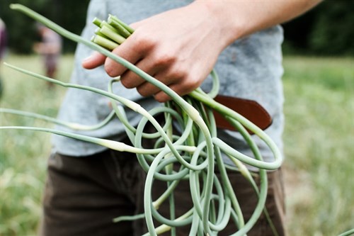 Garlic Scapes