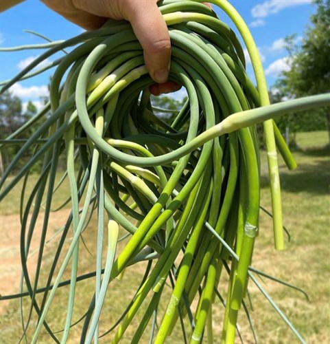 Garlic Scapes