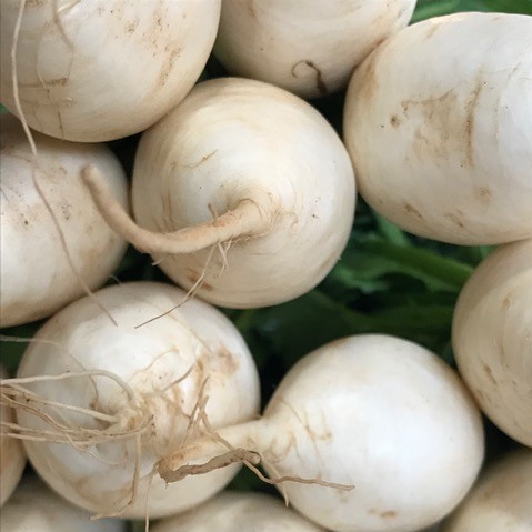 Hakurei Turnips