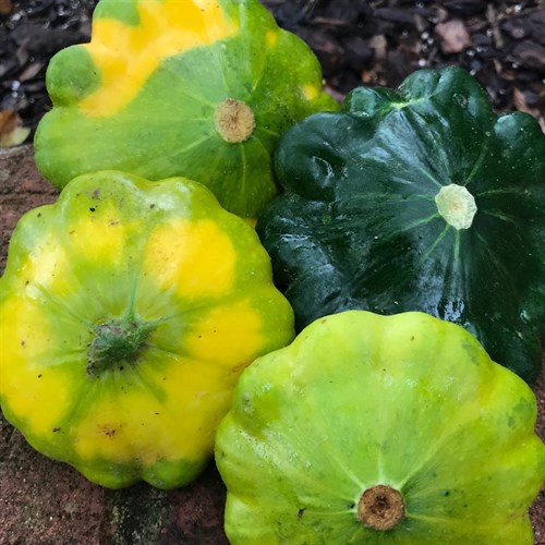 Patty Pan Squash