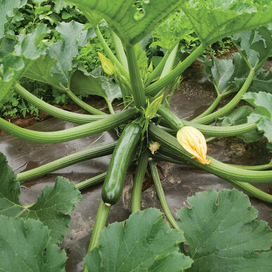 Zucchini