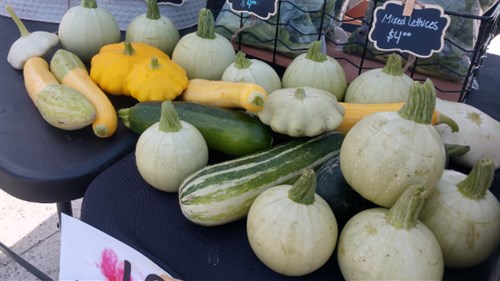 Summer Squash and Zucchini Varieties
