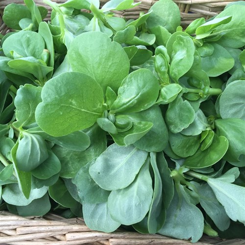 Purslane