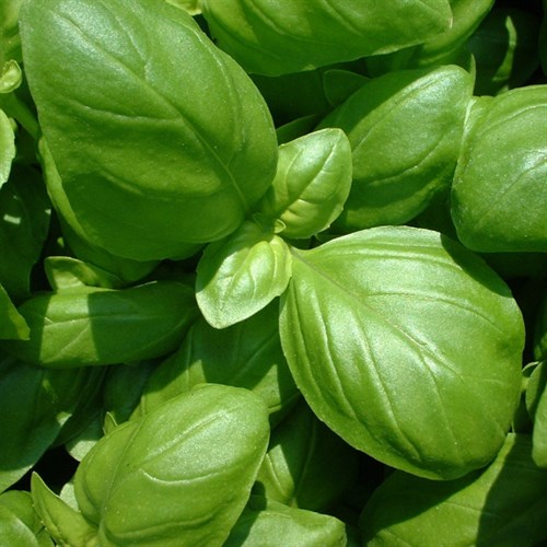 Basil