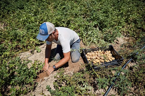 Potatoes