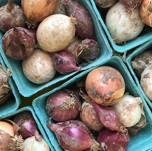 Pearl Onions