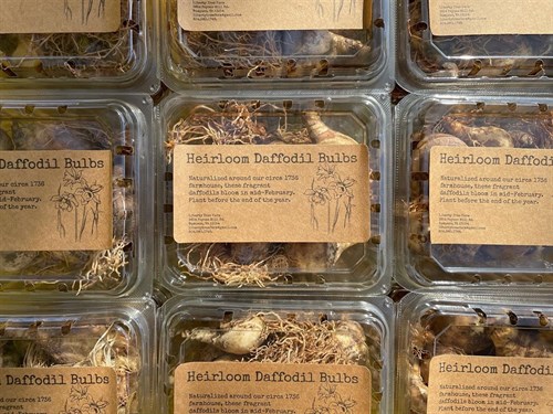 Heirloom Daffodil Bulbs